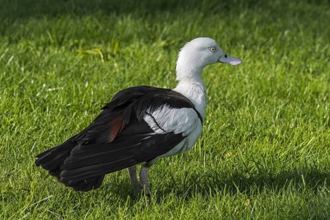 Radjah shelduck