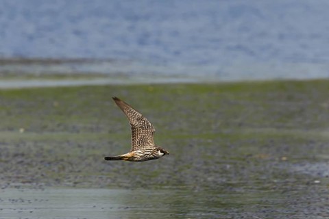 Eurasian Hobby