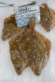 European plaice