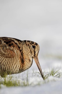 Eurasian woodcock