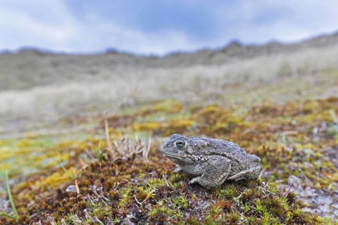 Natterjack toad