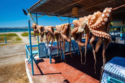 Octopus