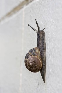 Common garden snail