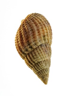 Netted dog whelk