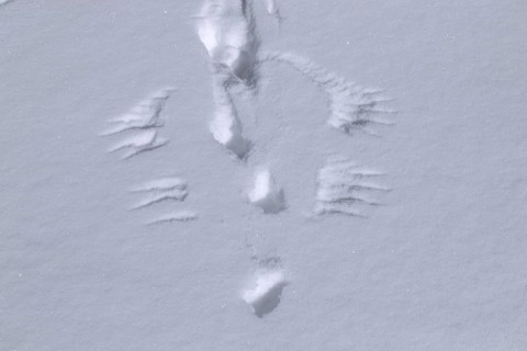 Rock ptarmigan