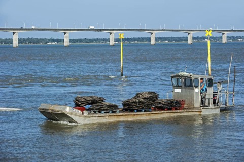The bridge pont de l'ile d'Oleron and flat bottomed oyster-boat loaded with bags filled with harvested oysters at Bourcefranc-le-Chapus