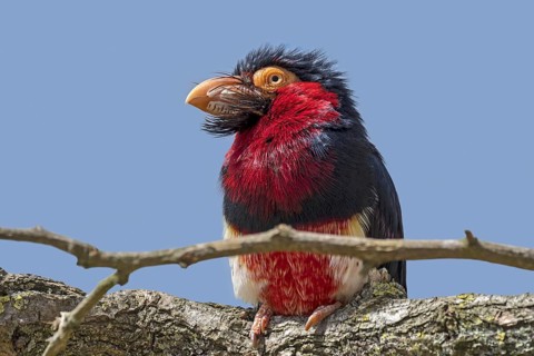Bearded barbet