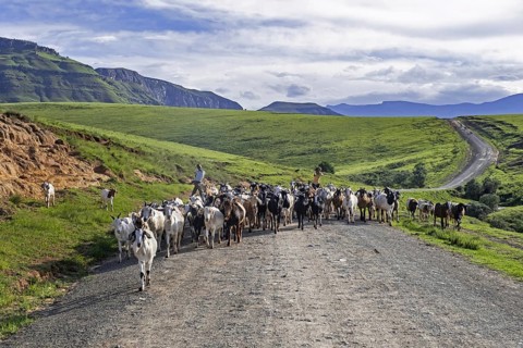 Drakensberg Mountain Range and black children herding goats along road in the countryside of the Injisuthi area in KwaZulu-Natal