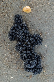 Black eggs