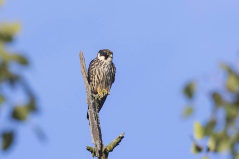 Eurasian hobby