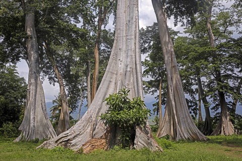 Abbey trees