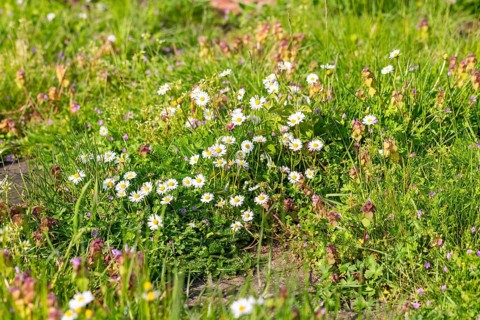 Daisies in flower 'Bellis perennis' growing in uncut lawn during No Mow may