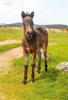 Dartmoor pony foal