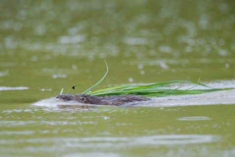 Muskrat