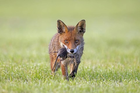 Red fox