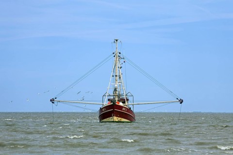 Shrimp boat fishing in the Wadden sea