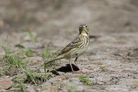 Tree pipit