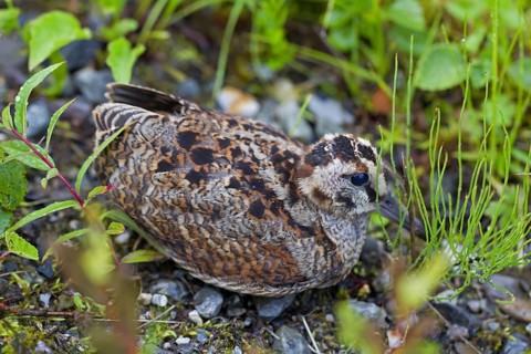 Eurasian Woodcock