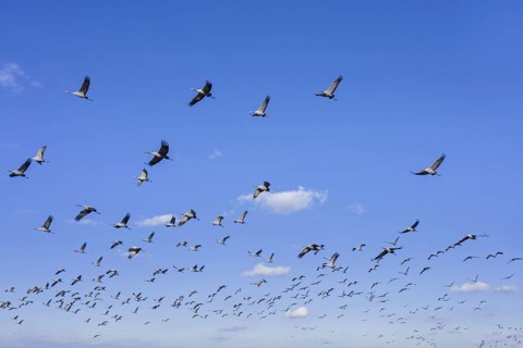 Migrating flock of common cranes