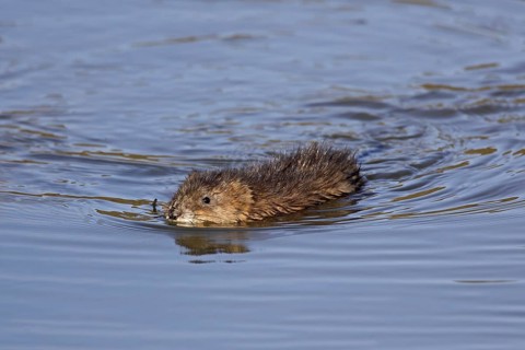 Muskrat