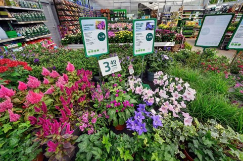 Floral splendour in a garden centre