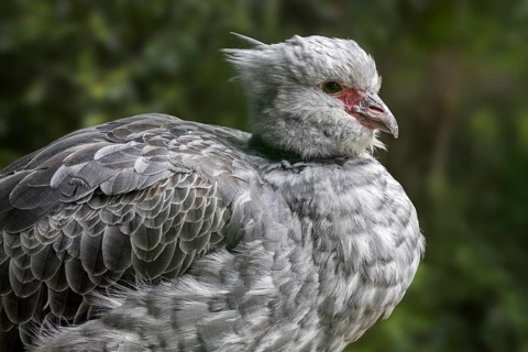Southern screamer