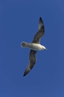 Northern fulmar