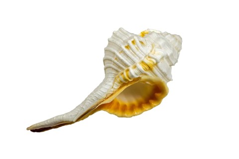 Haustellum species