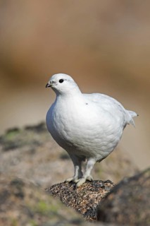 Rock ptarmigan