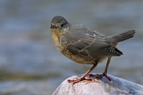 American dipper