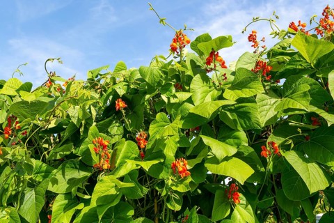 Leaves and red flowers of scarlet runner bean