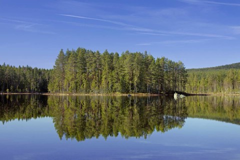 Forest with spruce trees along lake Gryssen in spring