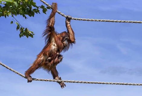 Sumatran orangutan
