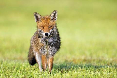 Red fox