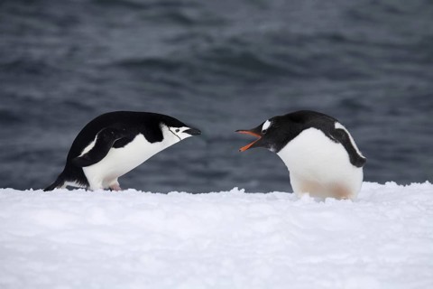 Chinstrap penguin