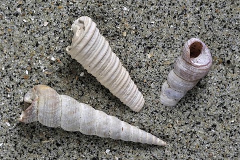 Turret-shells