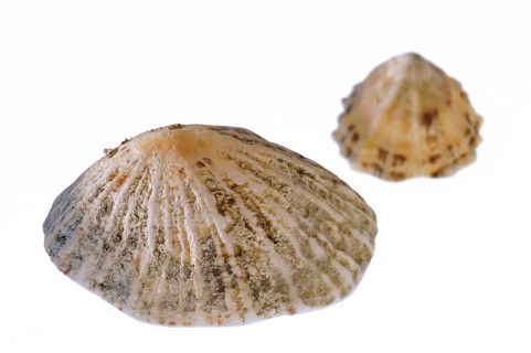 Common limpets