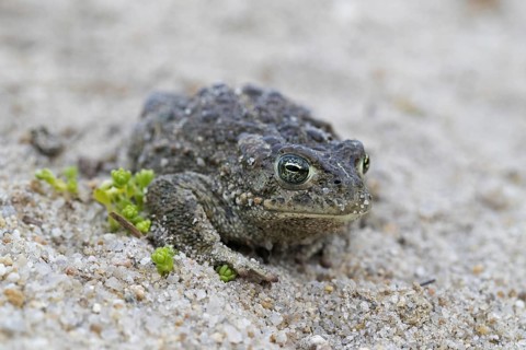 Natterjack toad