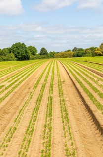 Carrot seedlings growing in lines across field into the distance