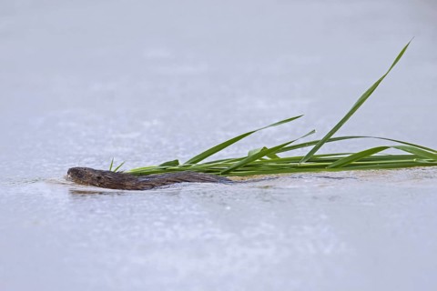 Muskrat