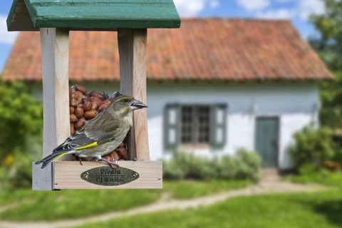 Greenfinch