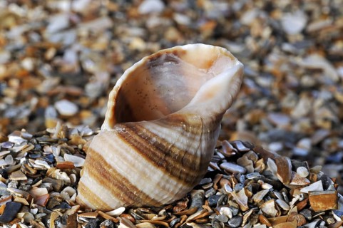 Dog whelk
