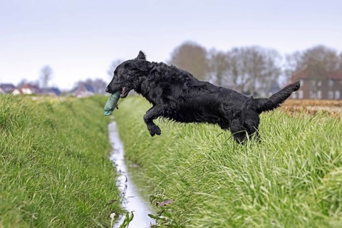 Black flat-coated retriever
