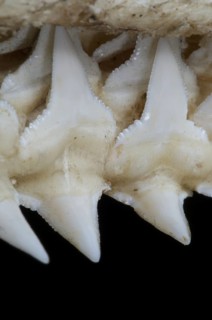 Shark upper jaw showing multiple layers of serrated teeth