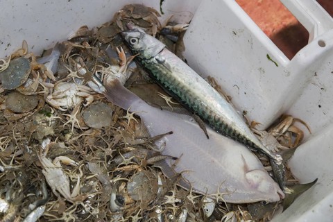 Bycatch like fish