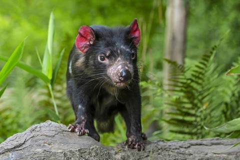 Tasmanian devil