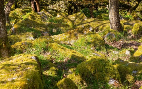 Trees in upland oakwood moss covered granite boulders