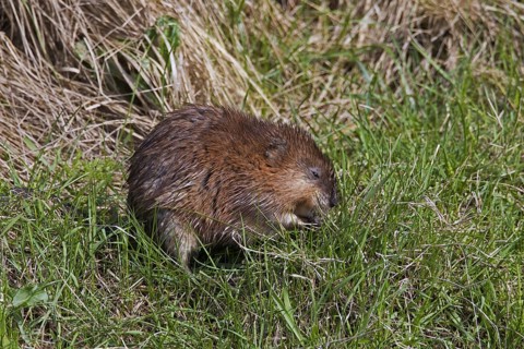 Muskrat
