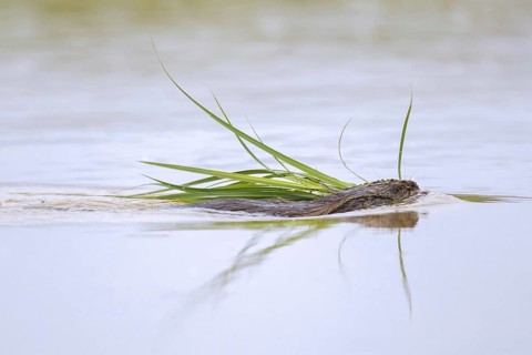 Muskrat