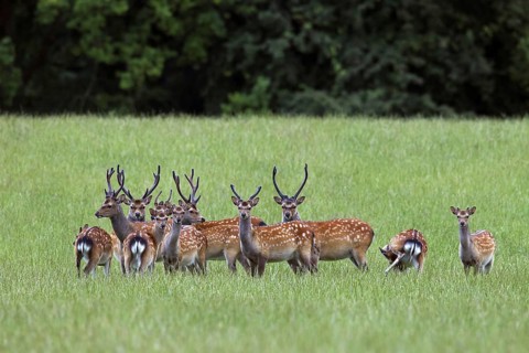 Sika deer